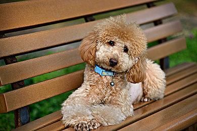 《部落3：对抗》Steam新品节期间开启抢鲜体验